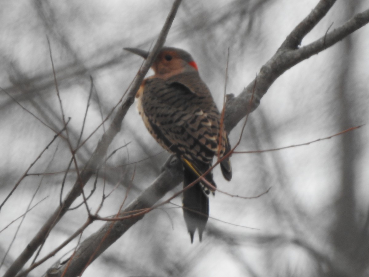 Northern Flicker (Yellow-shafted) - ML46788891