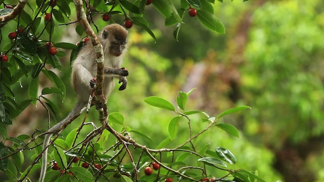 Long-tailed Macaque - ML467889