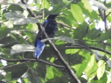 Asian Fairy-bluebird - ML467889131
