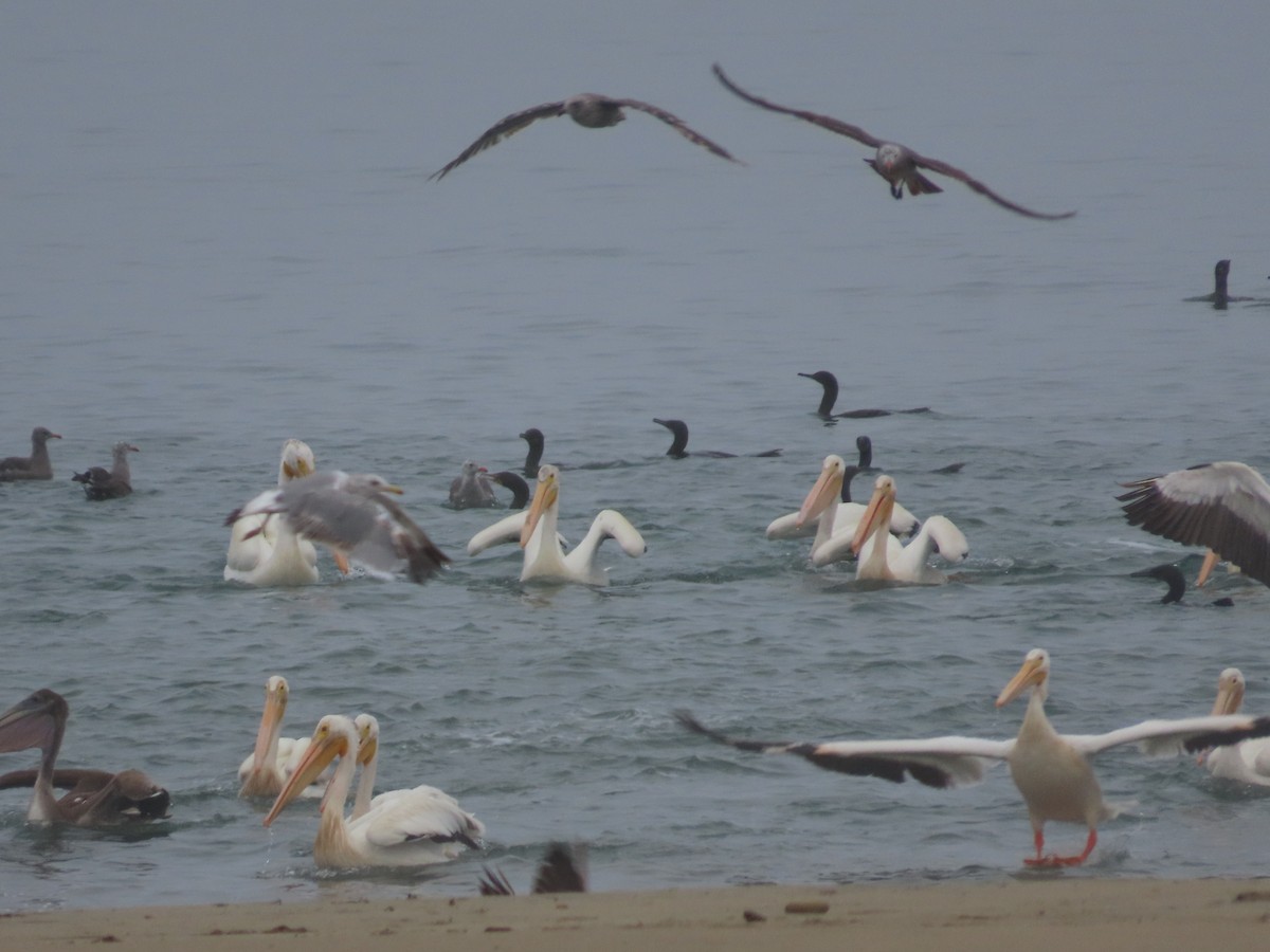 American White Pelican - ML467889721