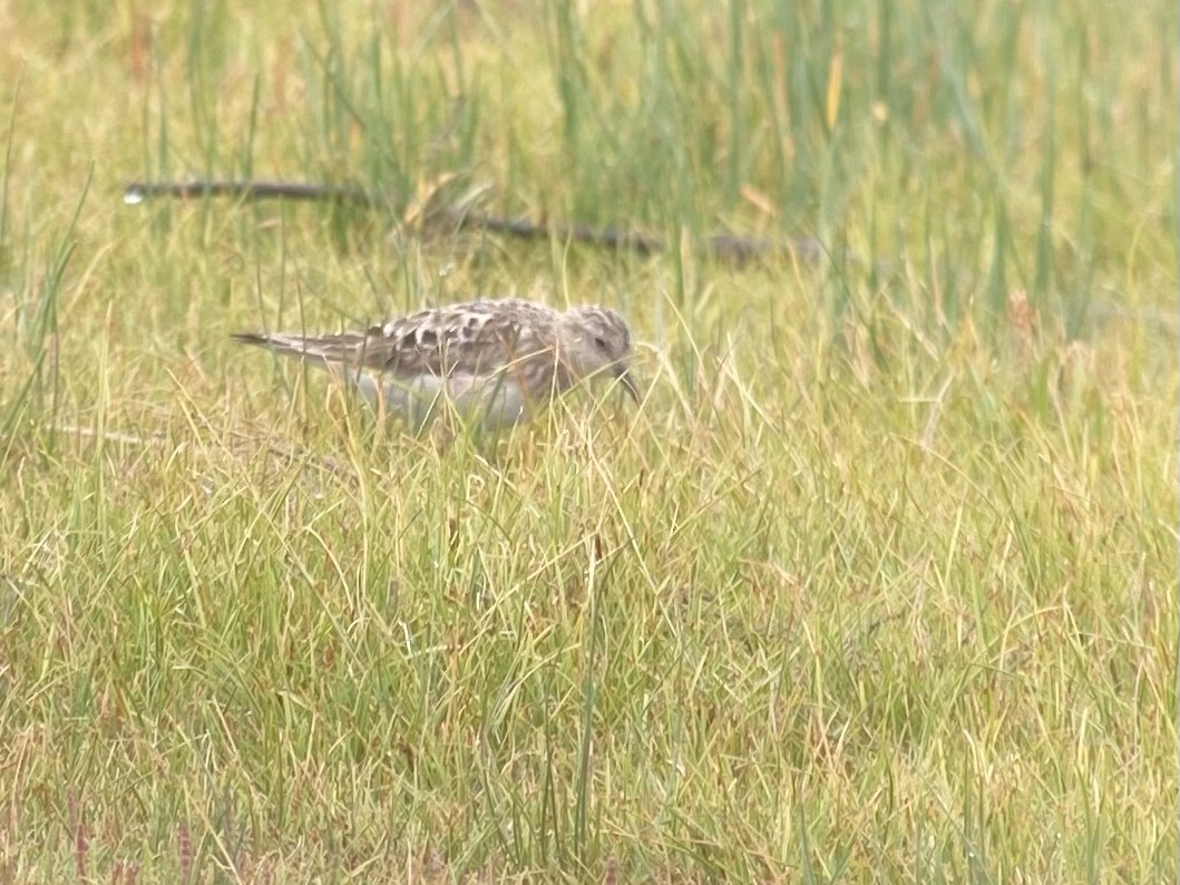 Baird's Sandpiper - ML467889871