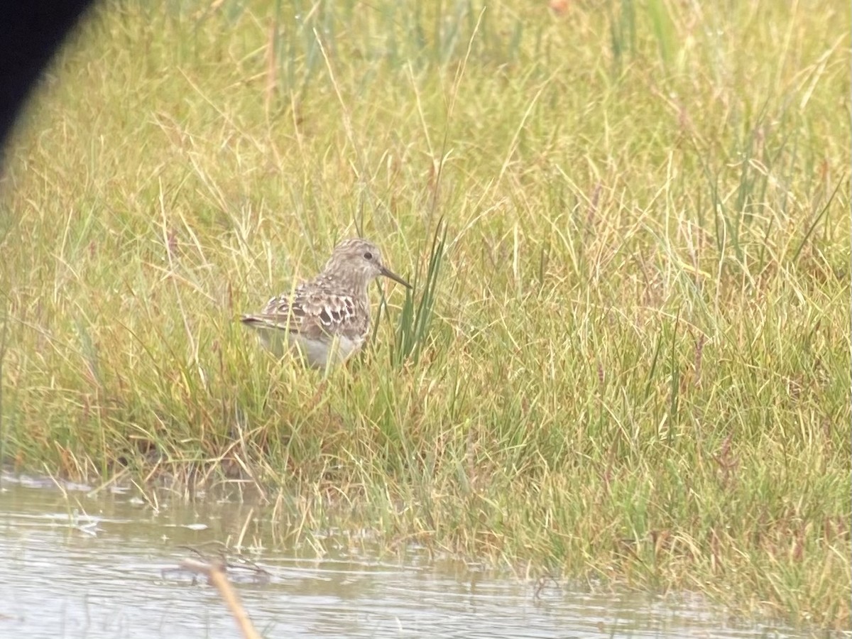 Baird's Sandpiper - ML467889881