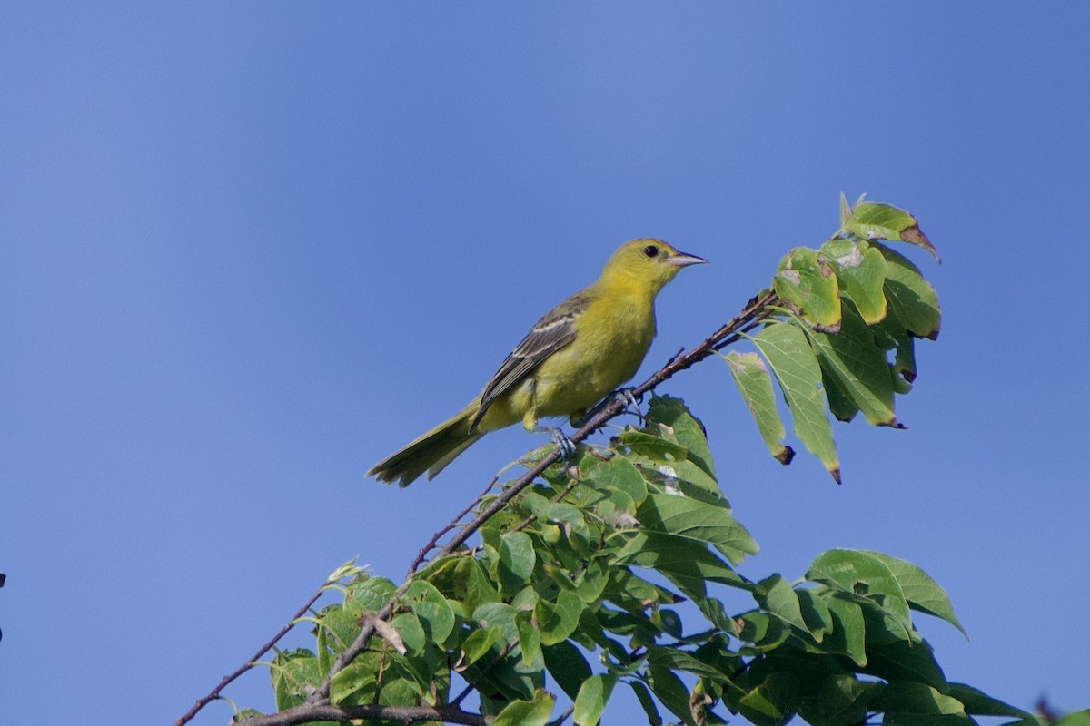 Orchard Oriole - ML467890531