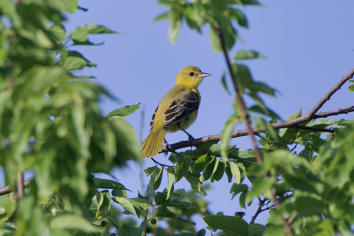 Orchard Oriole - ML467890541