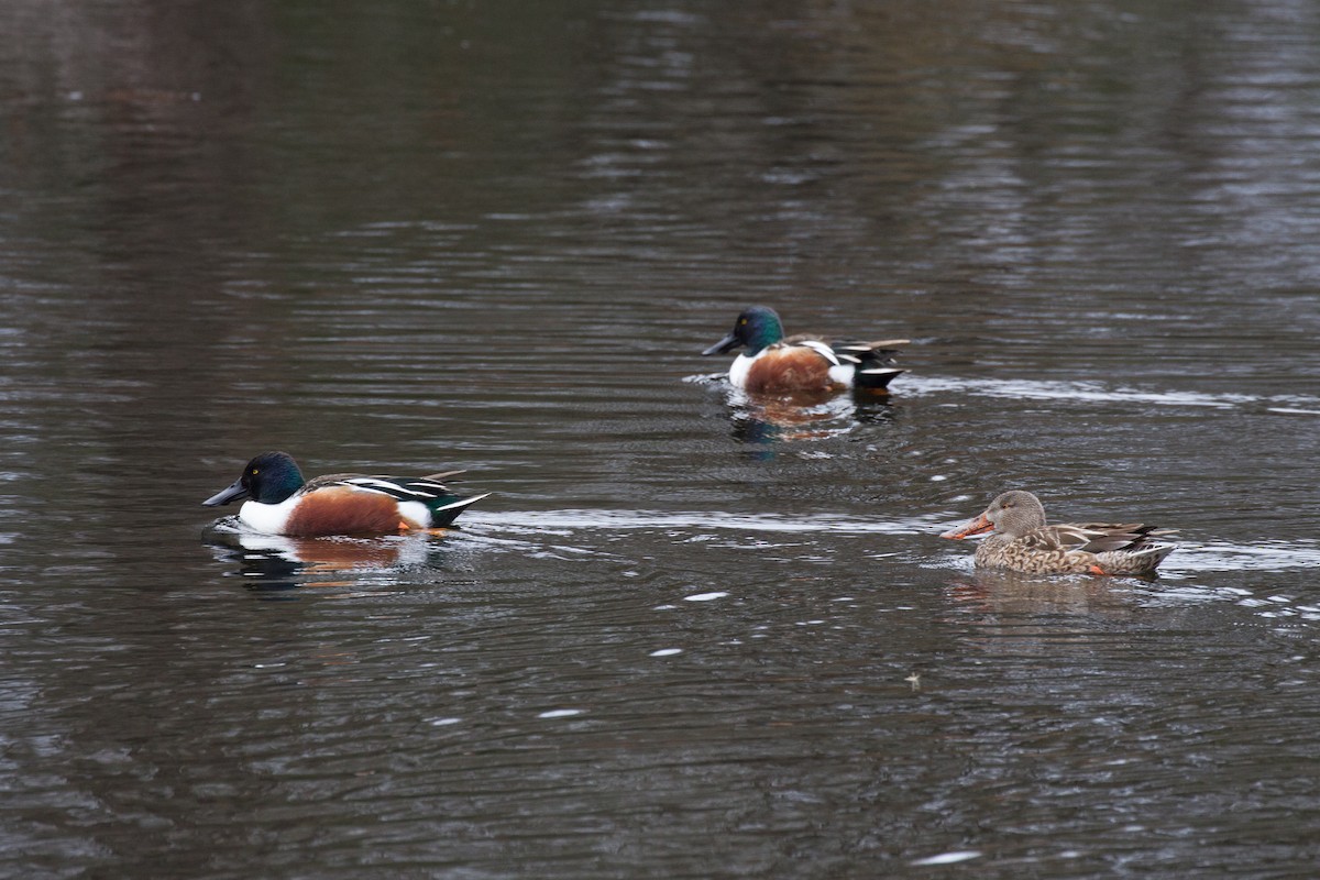 Northern Shoveler - ML46789171