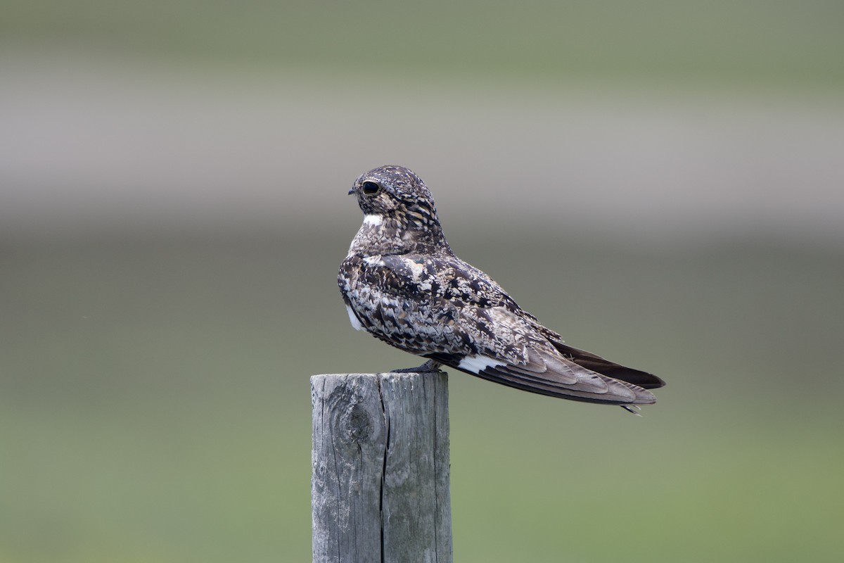 Common Nighthawk - ML467891861