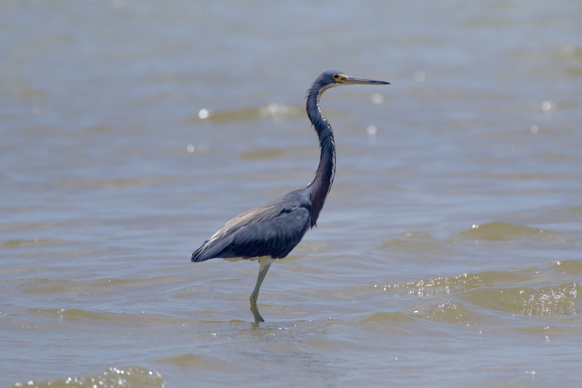 Tricolored Heron - ML467892031