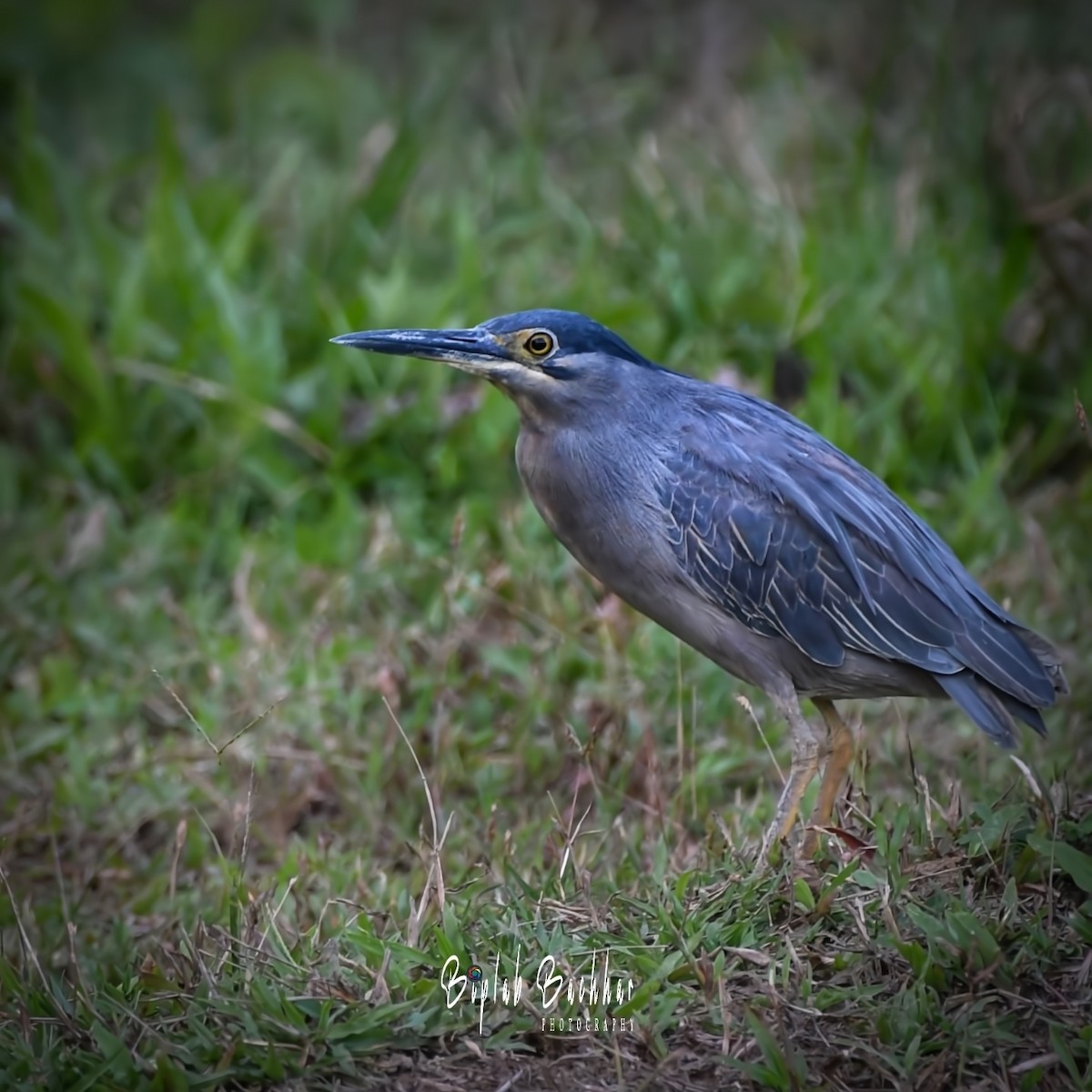 Little Heron - ML467893741