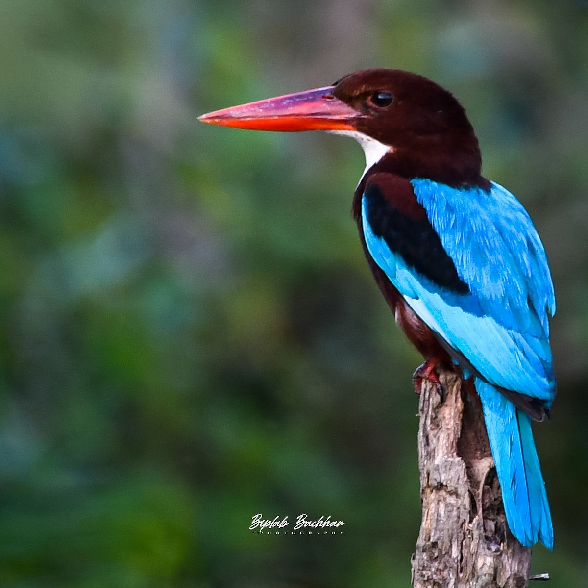 アオショウビン - ML467893891