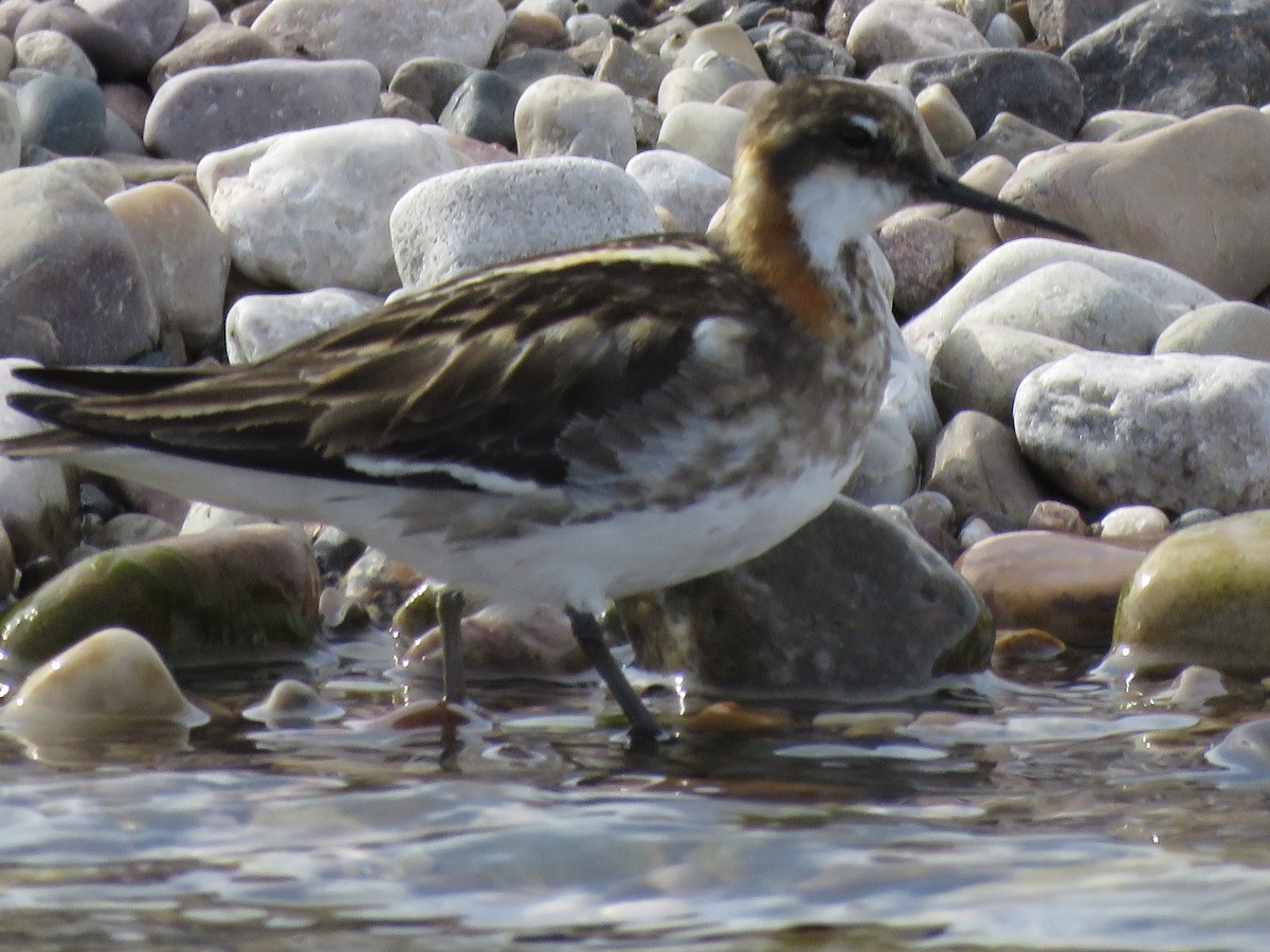 Red-necked Phalarope - ML467895531