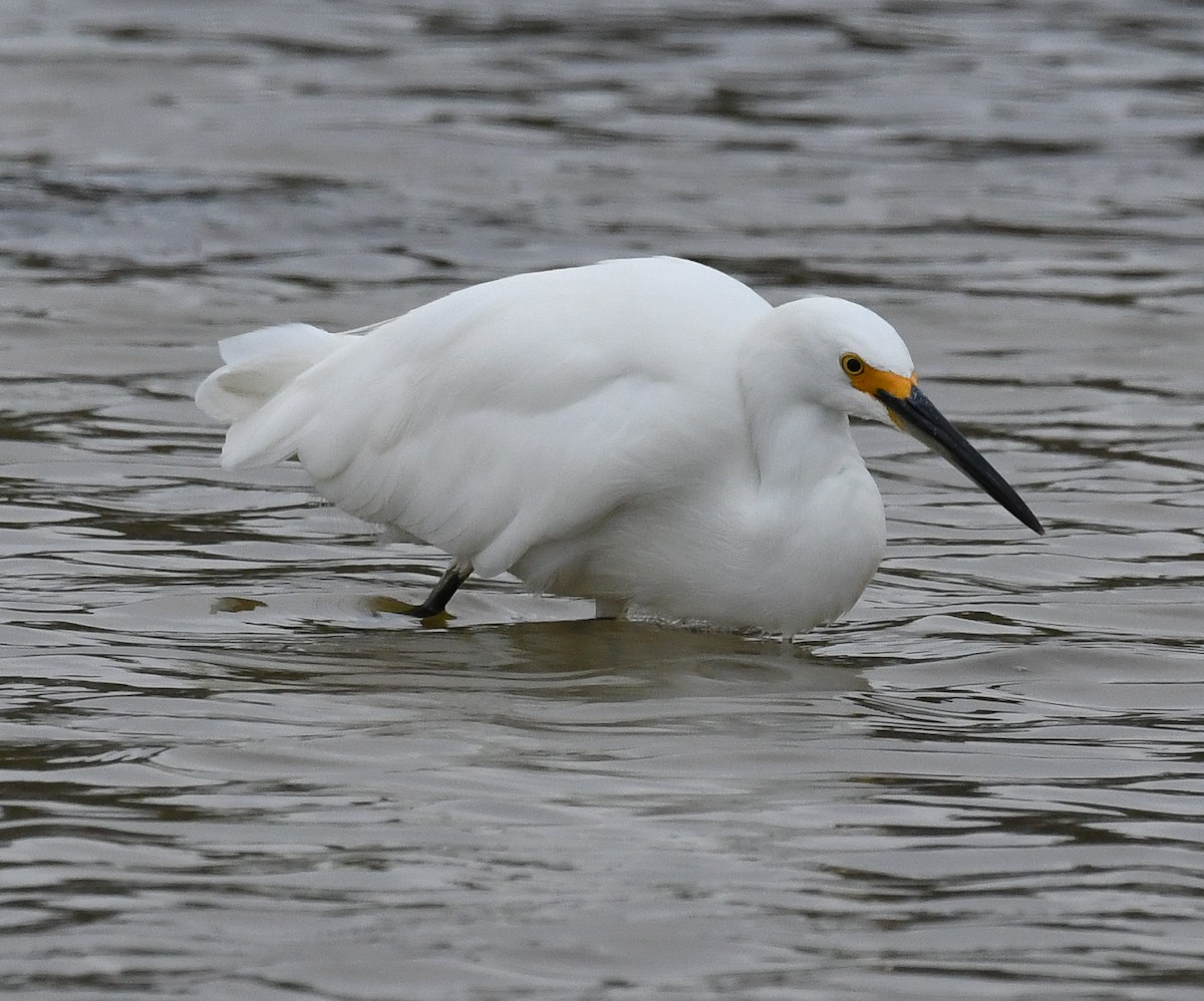 Snowy Egret - ML467896711