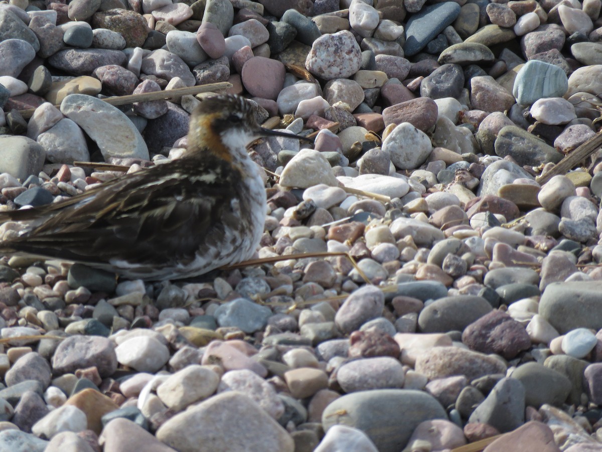 Red-necked Phalarope - ML467897541