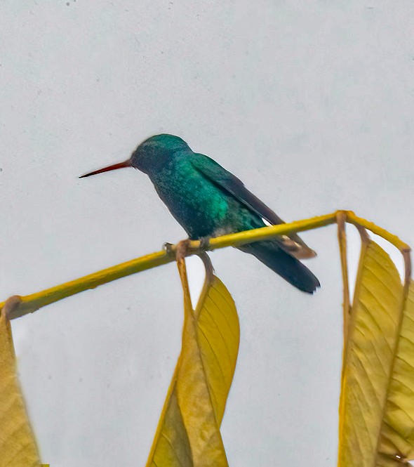 Blue-chinned Sapphire - ML467897801