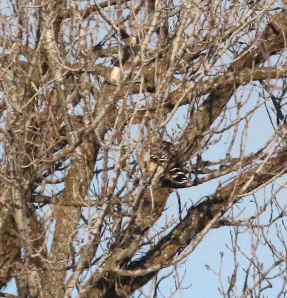 Red-shouldered Hawk - ML46789921