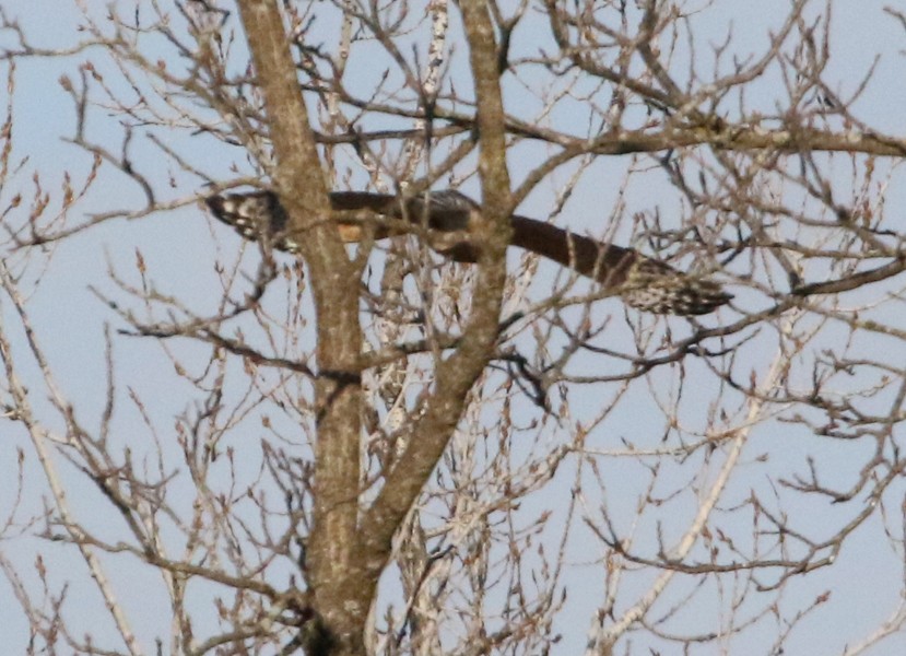 Red-shouldered Hawk - ML46789931