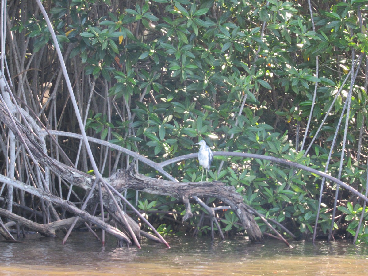 Little Blue Heron - ML467899451