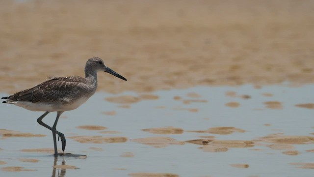 Коловодник американський (підвид semipalmata) - ML467900671