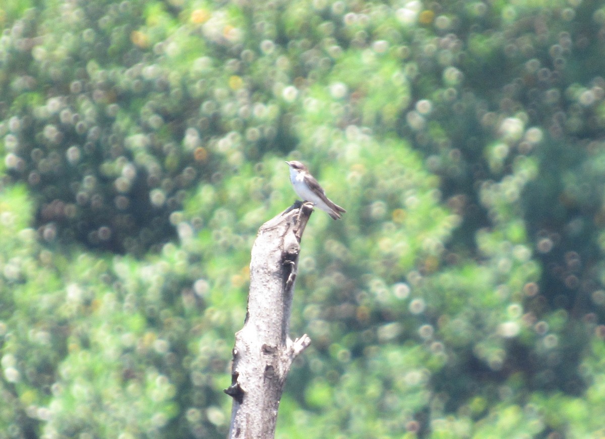 Mangrove Swallow - Leticia Andino Biologist and Birding Tour Guide