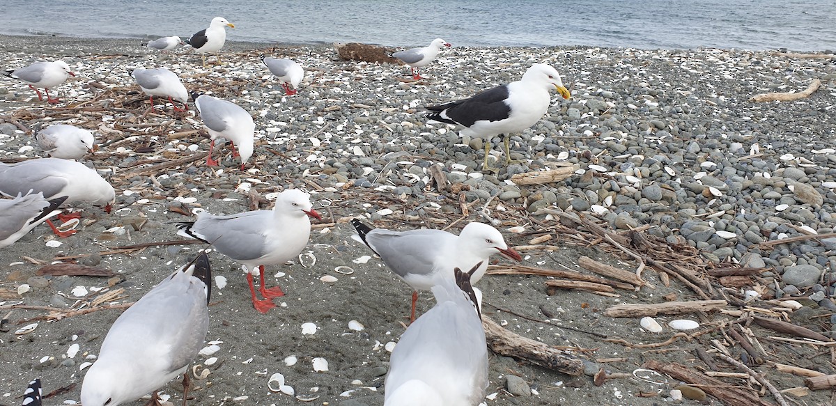 Kelp Gull - ML467903751