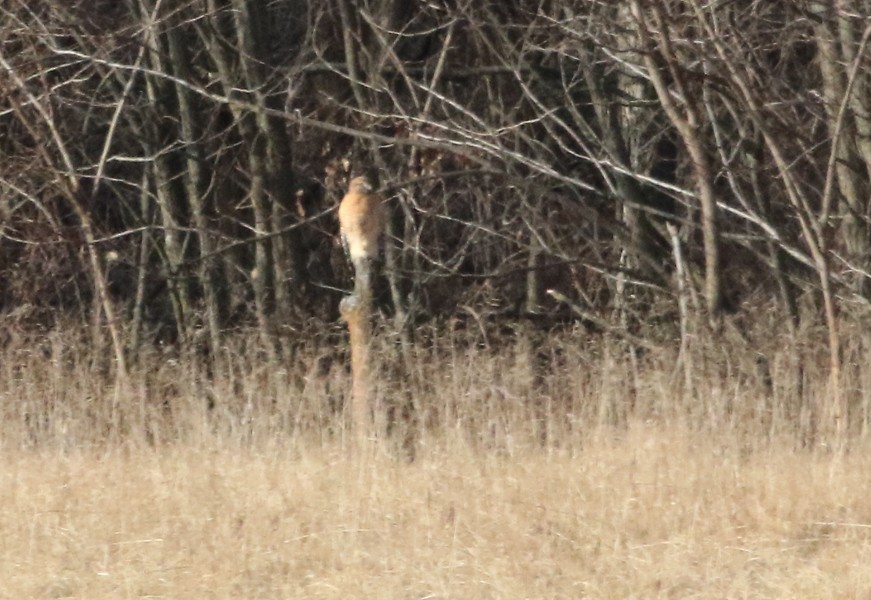Red-shouldered Hawk - ML46790391