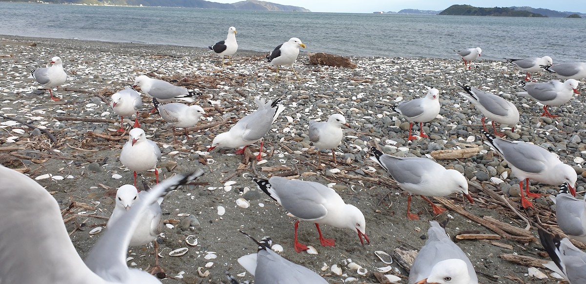 Kelp Gull - ML467904021