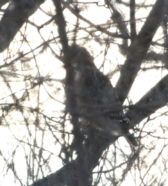 Red-shouldered Hawk - ML46790621