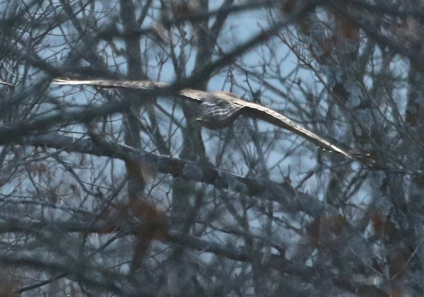 Red-shouldered Hawk - ML46790631