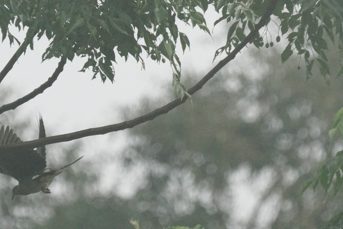 Spotted Dove - Vu Pham