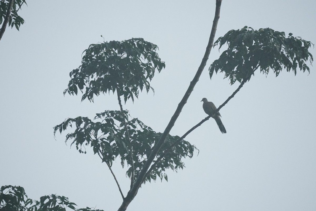 Spotted Dove - ML467907471