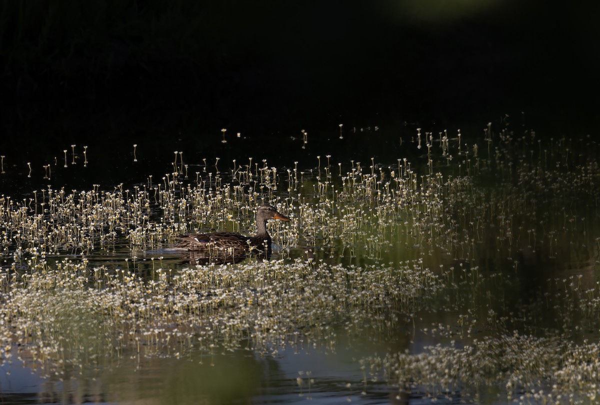 Canard colvert - ML467907641