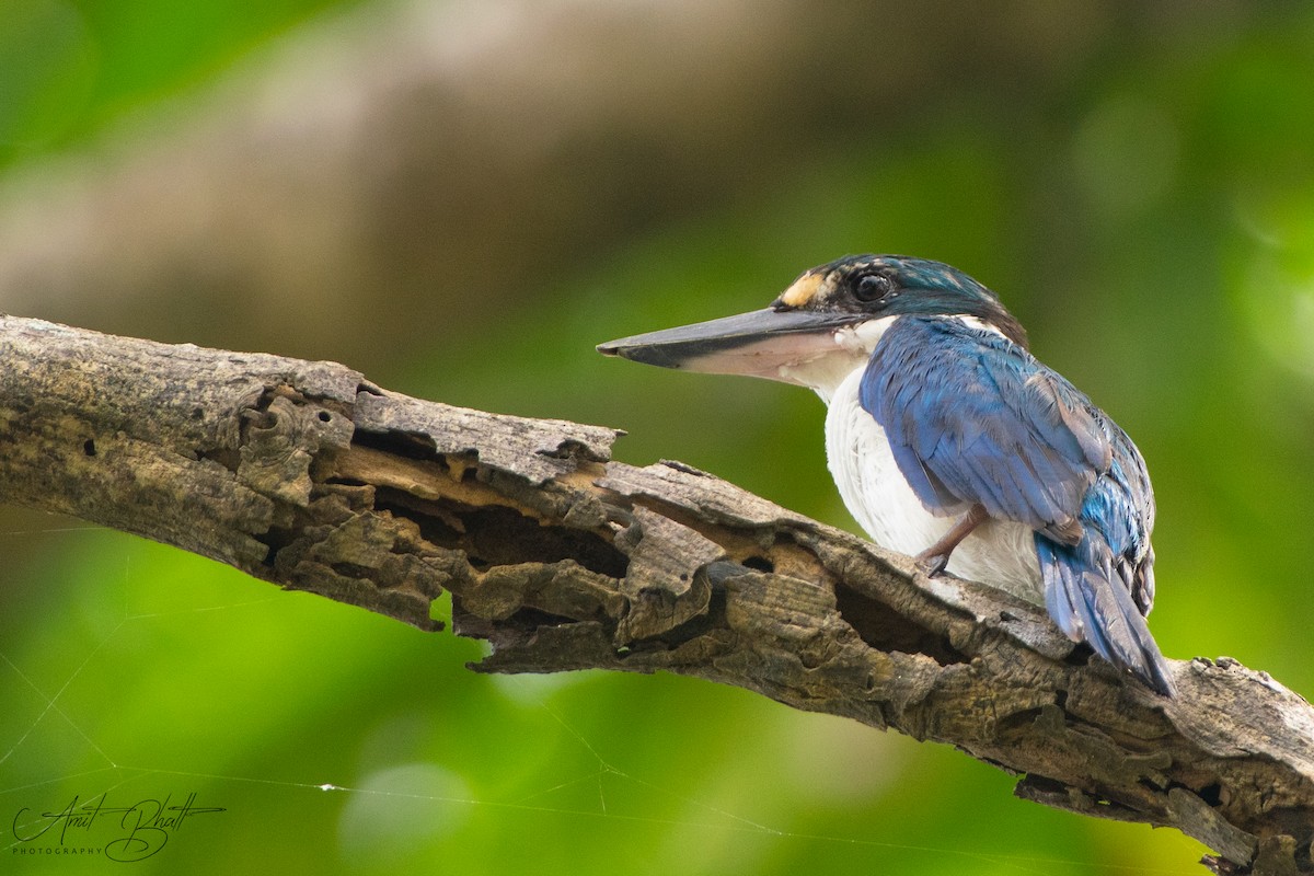 Collared Kingfisher - ML467907661