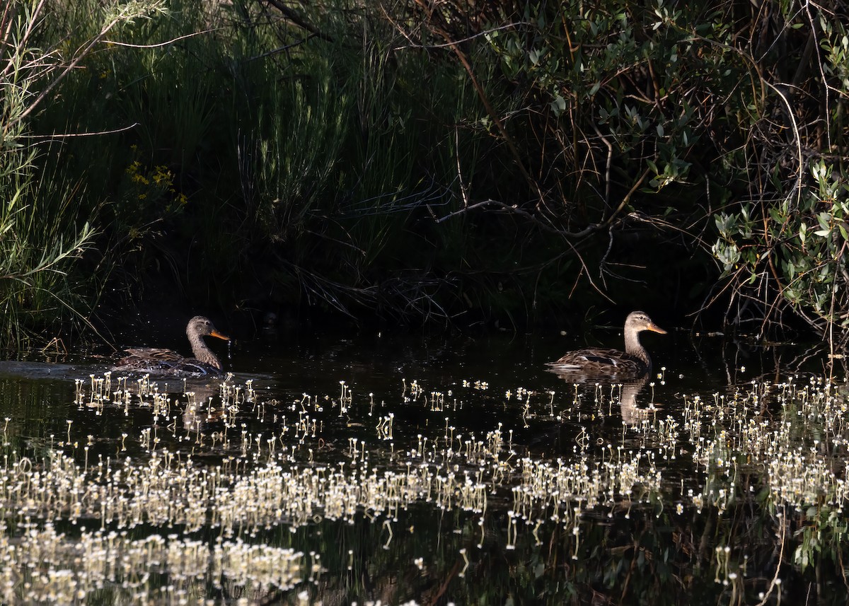 Canard colvert - ML467907681