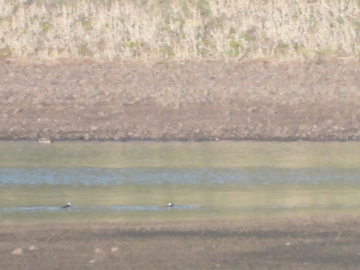 Hooded Merganser - ML467909571