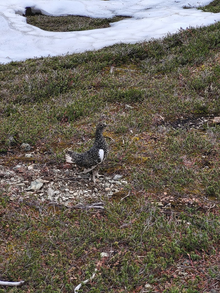 White-tailed Ptarmigan - ML467910021