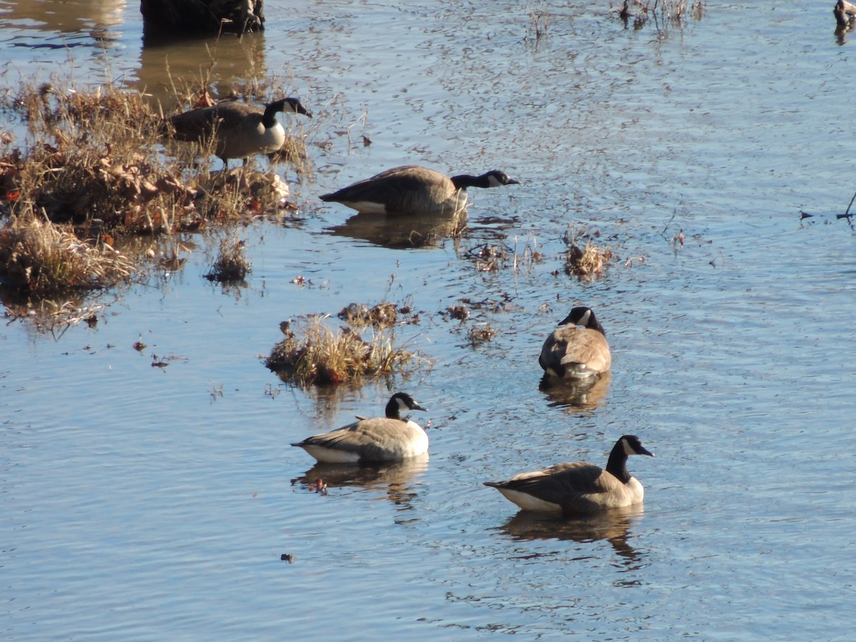 Canada Goose - Darrell  Good