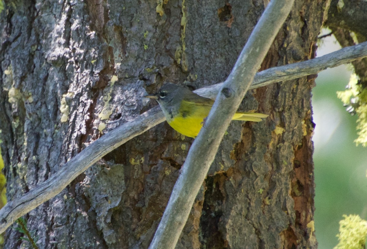 MacGillivray's Warbler - ML467910411