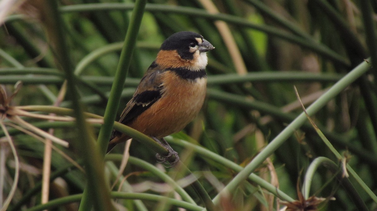 Rusty-collared Seedeater - ML46791061