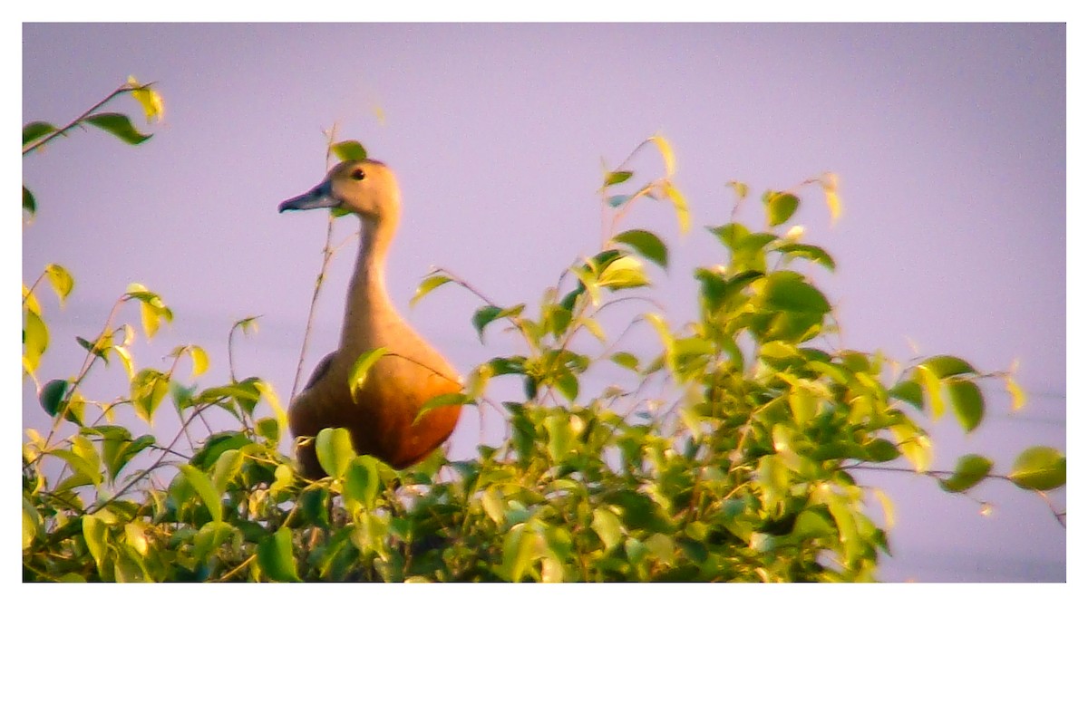 Lesser Whistling-Duck - Rajinder Ahluwalia