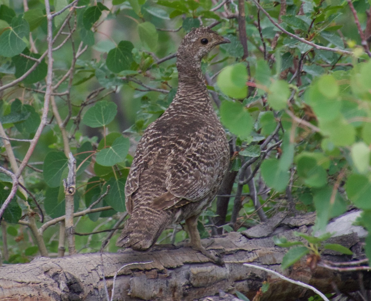 Dusky Grouse - ML467913271