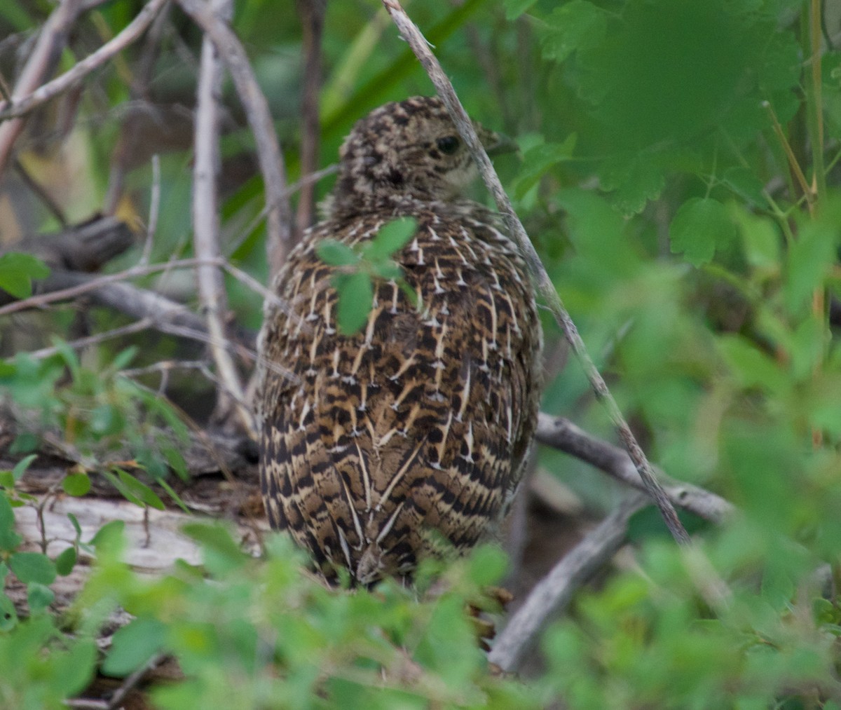 Dusky Grouse - ML467913281