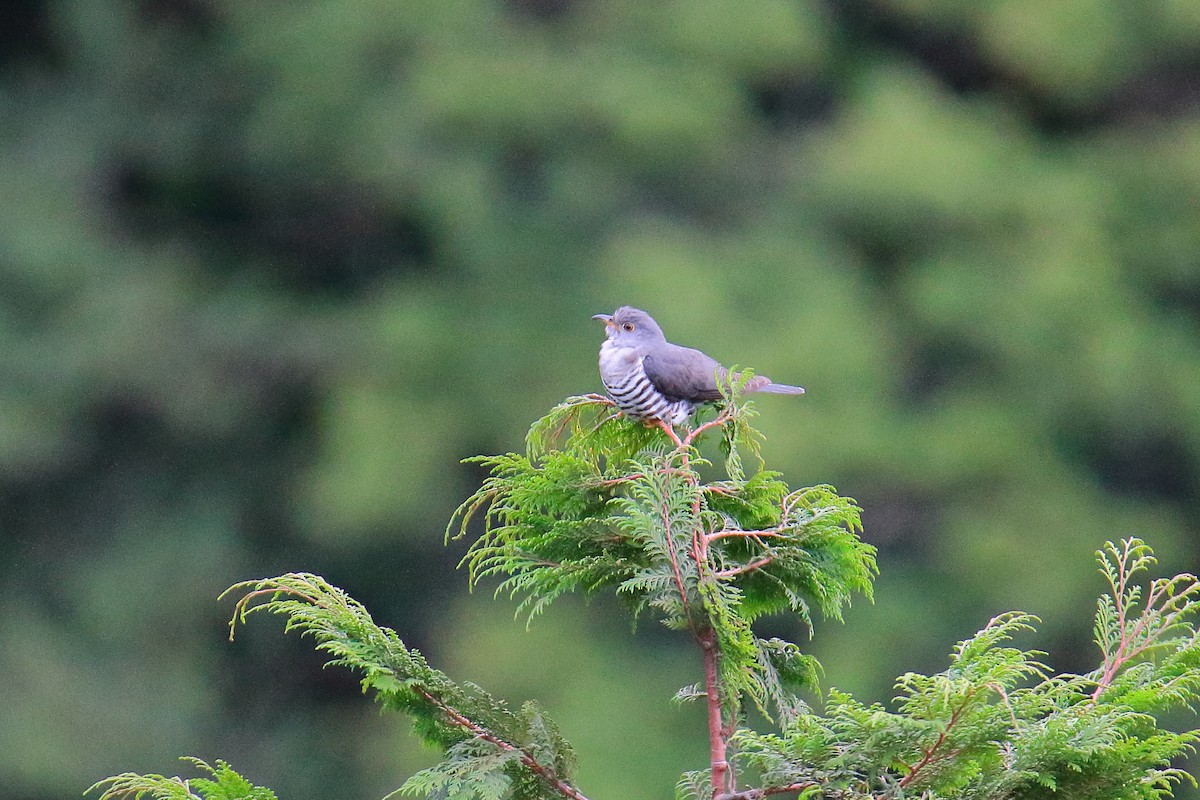 Lesser Cuckoo - ML467913561