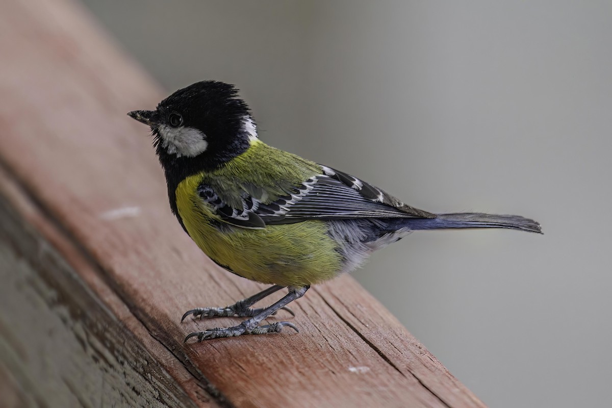 Green-backed Tit - ML467915211