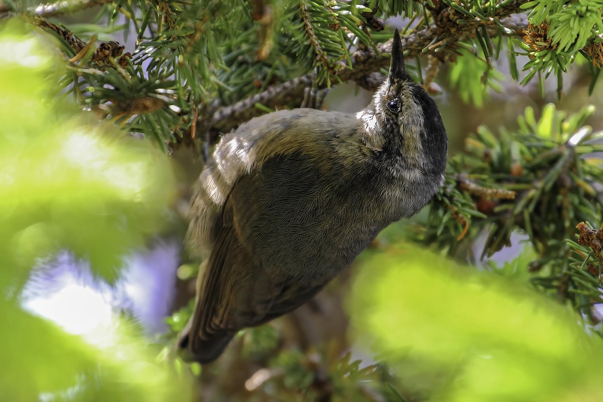 Snowy-browed Nuthatch - ML467915231