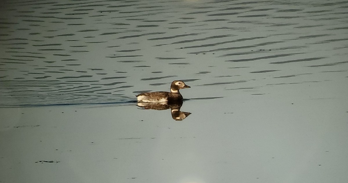 Long-tailed Duck - ML467917951