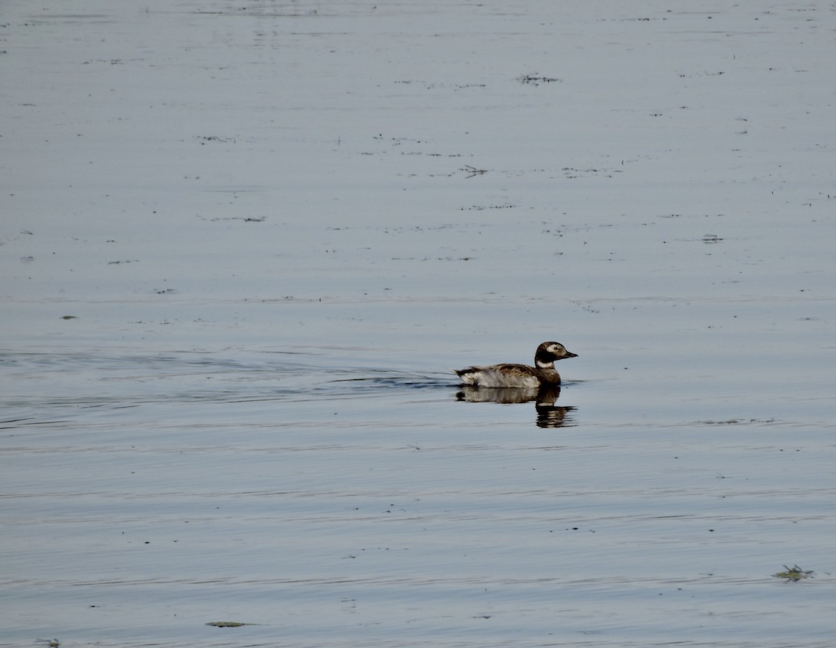 Long-tailed Duck - Daniel Casey