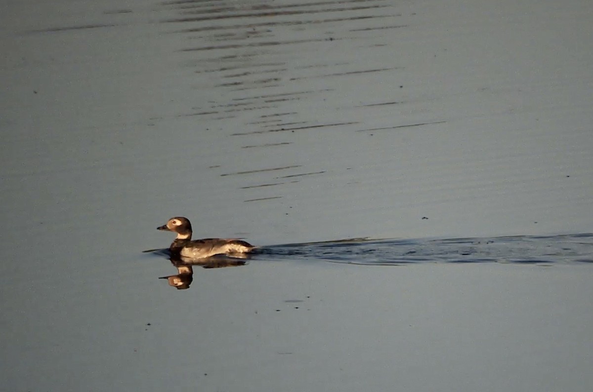 Long-tailed Duck - Daniel Casey