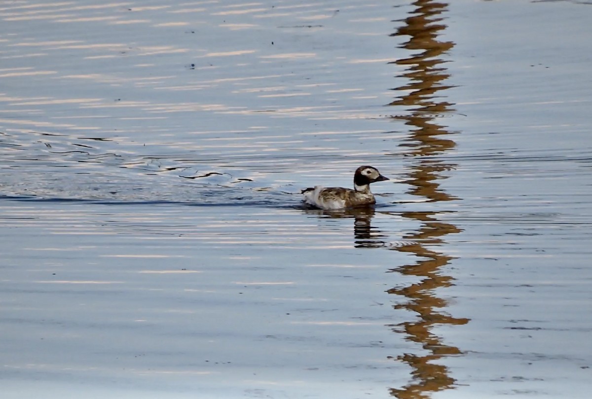 Long-tailed Duck - Daniel Casey