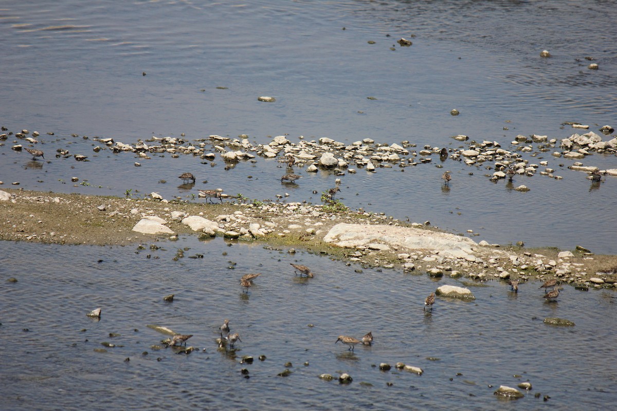 pygmésnipe - ML467918781