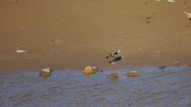 Black-fronted Dotterel - ML467920601