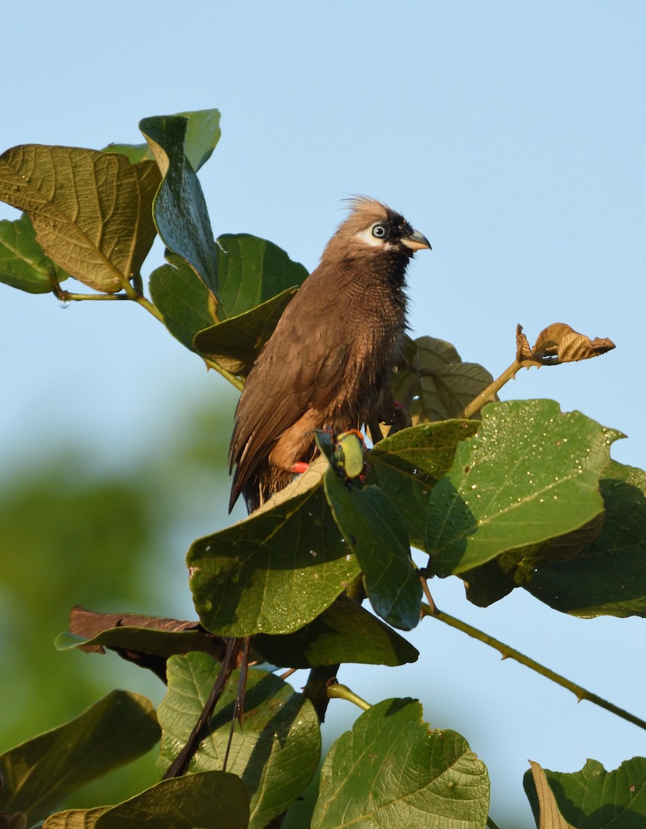 Speckled Mousebird - ML467921981